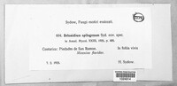 Belonidium spilogenum image